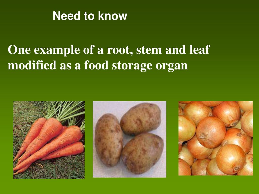 examples of storage organs